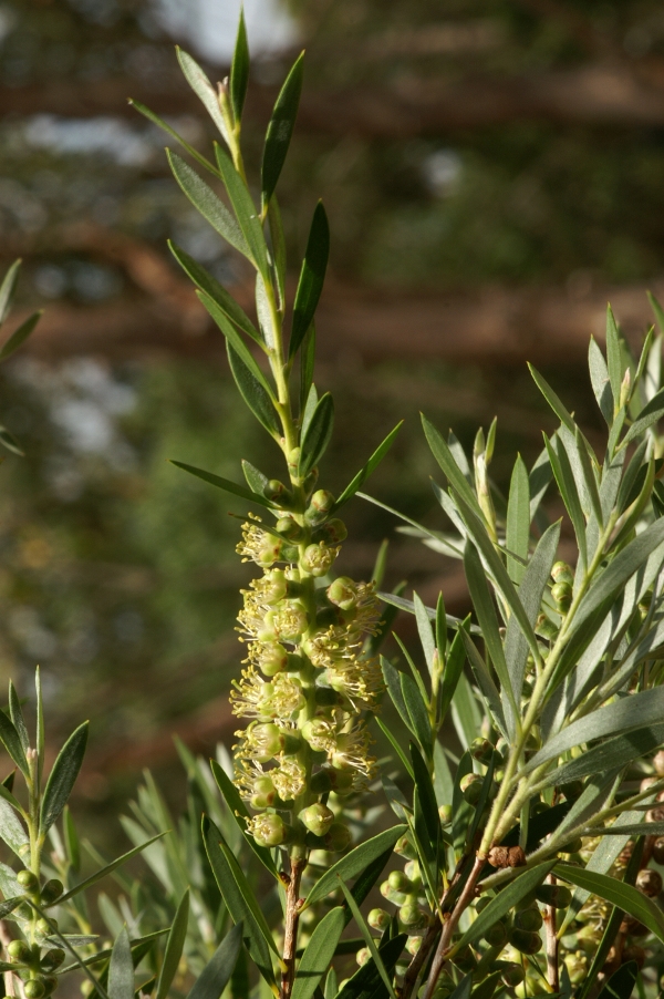 Callistemon sieberi